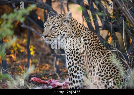 Leopard (Panthera pardus) bei einem Kill, Khwai Private Reserve, Okavango Delta, Botswana, Afrika Stockfoto