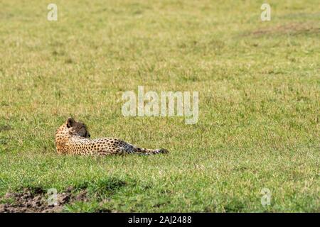 Fünf Geparden, die auch Tano Bora in den Ebenen Afrikas im Masai Mara National Reserve während einer Wildtier-Safari genannt werden Stockfoto