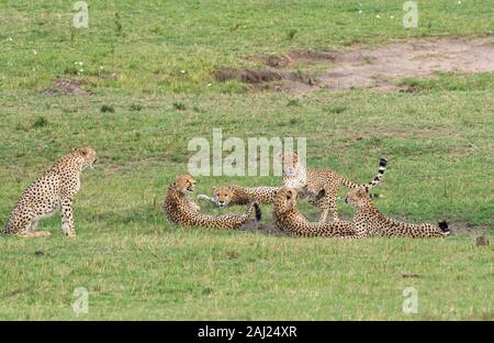 Fünf Geparden, die auch Tano Bora in den Ebenen Afrikas im Masai Mara National Reserve während einer Wildtier-Safari genannt werden Stockfoto