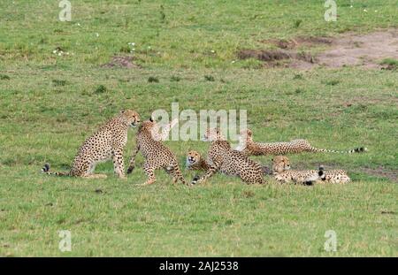 Fünf Geparden, die auch Tano Bora in den Ebenen Afrikas im Masai Mara National Reserve während einer Wildtier-Safari genannt werden Stockfoto