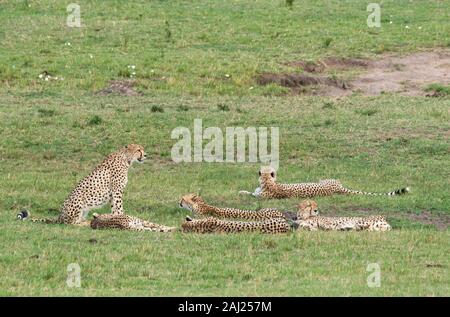 Fünf Geparden, die auch Tano Bora in den Ebenen Afrikas im Masai Mara National Reserve während einer Wildtier-Safari genannt werden Stockfoto