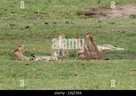 Fünf Geparden, die auch Tano Bora in den Ebenen Afrikas im Masai Mara National Reserve während einer Wildtier-Safari genannt werden Stockfoto