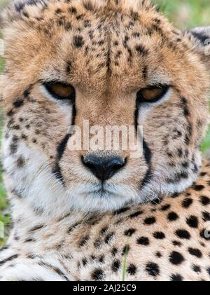 Eine Gruppe von Geparden, die sich in der Ebene entspannen und pflegen Sich gegenseitig im Masai Mara National Reserve während einer Tierwelt safari Stockfoto