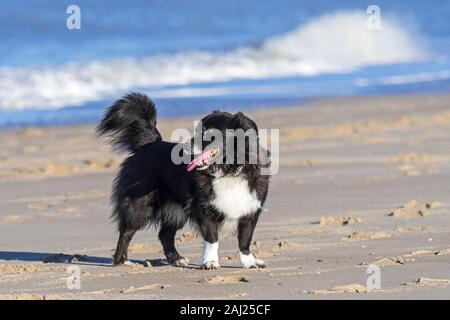 Unleashed schwarze und weiße Border Collie kreuzen am Sandstrand entlang der Küste Stockfoto