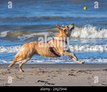 Unleashed blonde Labrador Retriever tragen Hund Kabelbaum und Spielen holen mit Tennis Ball am Strand Stockfoto