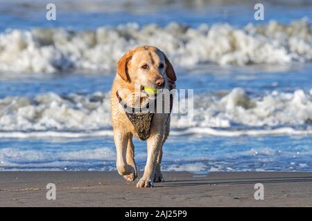 Unleashed blonde Labrador Retriever tragen Hund Kabelbaum und Spielen holen mit Tennis Ball am Strand Stockfoto