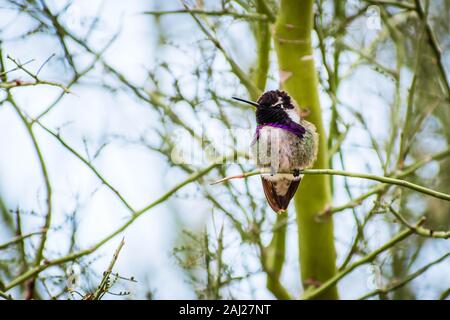 Farbe Foto eines männlichen Costa hummingbird thront auf dem Zweig eines Palo Verde Baum. Stockfoto