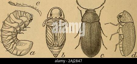Principal Haushalt Insekten der Vereinigten Staaten. gt; Zustand. Im Fall von pulverisierten Zucker, jedoch das Vorhandensein von Insekten würde zumindest der Verdacht auf Fälschung mit Stunden erstellen. 124 Direktion Haushalt Insekten. Im Gegensatz zu der Regel in Bezug auf die Innen- arten, gibt Es everyreason, zu glauben, daß dieses Insekt ist der Amerikanischen Krippe. Es differsalso von den meisten anderen storehouse Arten in der jährlichen in seiner Entwicklung, Vermehrung, das ist wahr, während der warmen Jahreszeit, aber bringingforth nur eine Brut pro Jahr. Die DROGE - STORE KÄFER UND SEINE VERBÜNDETEN. DIE DROGE - STORE Käfer. Stockfoto