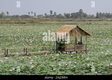 Kambodscha, Tonle Sap - März 2016: rustikale Hütte sitzt in einem See voller Lotus Blumen. Stockfoto