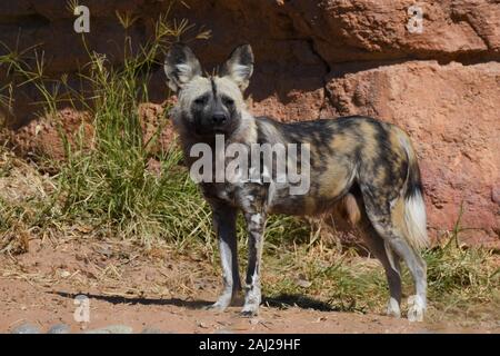 Ein Afrikanischer Wildhund (Lycaon pictus) ein canid beheimatet in Afrika südlich der Sahara, stehend auf dem heißen Wüstensand von Felsen und kurzen Gras Stockfoto