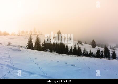 Bergige Landschaft im Nebel. glühende Winter Nebel bei Sonnenaufgang. Fichten auf dem Schnee Wiese bedeckt. geheimnisvolle Landschaft. schlechtes Wetter Konzept Stockfoto