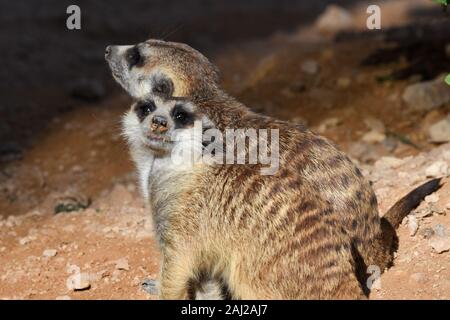 Ein paar Erdmännchen Nahaufnahme auf der Suche nach Nahrung in der Wüste (Suricata suricatta). Stockfoto