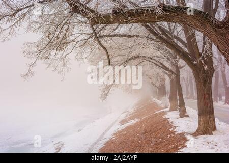 Die längste Linden Allee im Winter. schöne urbane Landschaft der Bahndamm im Schnee und Braun gefallene Laub abgedeckt. bezaubernden Schleier in der Stockfoto