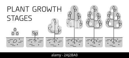 Baum Entwicklungsstadien Infografiken. Line Art Symbole. Bepflanzung Anweisung Vorlage. Linearen Abbildung auf weißen isoliert. Pflanzen Früchte verarbeiten. Stock Vektor