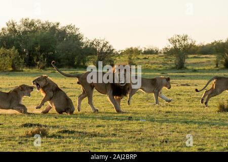 Ein männlicher Löwe, der mit den hochadulten Löwen kämpft, um ihnen während einer Wildtier-Safari im Masai Mara National Reserve eine Lektion zu erteilen Stockfoto