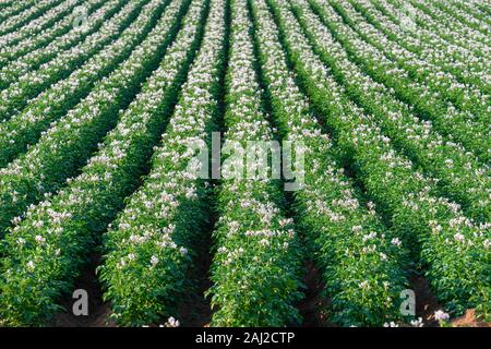 Blühende Kartoffeln in einem Feld in ländlichen Prince Edward Island, Kanada wächst. Stockfoto