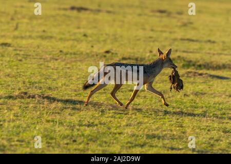 Ein schwarzer Schakal auf der Suche nach Fetzen in der Nähe eines Löwen Jagen Sie im Masai Mara National Reserve während einer Wildtiersafari Stockfoto