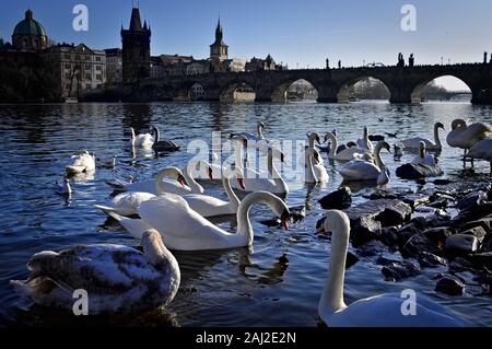 Weiße Schwäne auf der Moldau in der Nähe von Karlsbrücke in Prag (Tschechische Republik, Europa) Stockfoto