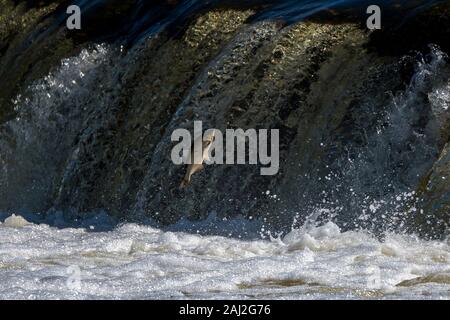 Springenden Fischen im Wasserfall Ventas Rumba, Lettland. Stockfoto