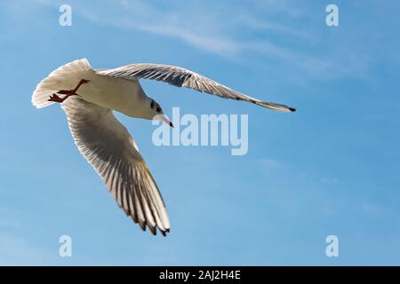 Möwe im Flug gegen den blauen Himmel. Stockfoto