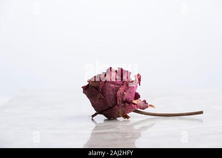 Rose getrocknet auf Marmor mit Reflexion und weißem Hintergrund Stockfoto