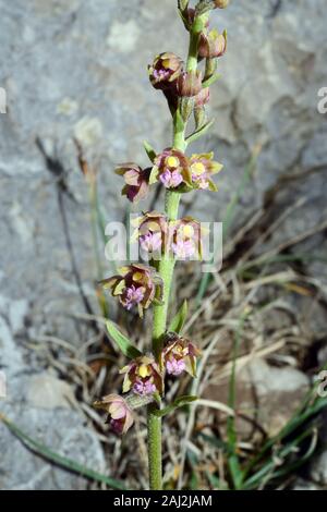 Epipactis atrorubens (dunkel-Rote Waldvöglein) ist ungewöhnlich, aber weit verbreitet in Europa in verschiedenen kalkhaltigen Lebensräume einschließlich Geröll gefunden. Stockfoto