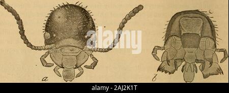 Principal Haushalt Insekten der Vereinigten Staaten. Sie geben würde, und theking und Königin, sowohl aktiv, kümmern sich um die Wünsche der superintend newcolony und die Aufzucht der ersten Brut der Arbeitnehmer andsoldiers, die dann die mühsame Aufgaben des youngcolony übernehmen. Danach die Königin, die durch konstante und liberalen Fütterung andabsolute Untätigkeit, würde immens steigen, ihr Bauch becomingmany tausend Mal seine ursprüngliche Größe. Sie würde praktisch verlieren: Dieflanschschraube der Fortbewegung und werden nur zur Eiablage Maschine der enormouscapacity. Verwandte Arten, deren Gewohnheiten haben. Stockfoto