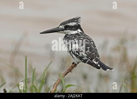 Pied Kingfisher (Ceryle rudis Rudis) Erwachsenen am Lake Victoria, Uganda November gehockt Stockfoto