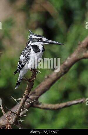 Pied Kingfisher (Ceryle rudis Rudis) erwachsenen weiblichen thront Zweig Murchison Falls Nationalpark, Uganda November Stockfoto