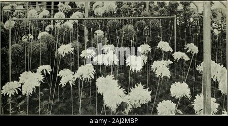 Der Vick Garten und Blumen. Haus der Chrysanthemen, an der blühenden Jahreszeit Chrysanthemen, die die Königin des Herbstes, der handsomestof Alle herbstlichen Blumen nicht bewundern, und einfach in fast jedem Boden kultiviert? In warmen Jahreszeiten es Blumen gut im Oktober und November in theopen Masse. Aber ein guter Weg ist, um die Pflanzen in thegarden zu kultivieren, mit viel Platz, *in gutem, Böden, bis die erste ofSeptember, wenn Sie kann sicher auf Töpfe übertragen werden. Athorough Bewässerung geben und in einem schattigen Platz für ein paar Tage einstellen, afterwhich sie das volle Licht ausgesetzt sein kann. Jeder, 15 Cent; Dutzend, $ Stockfoto