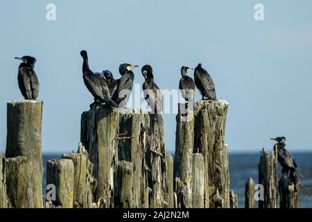 Kormorane auf alten hölzernen Wellenbrecher auf See. Stockfoto