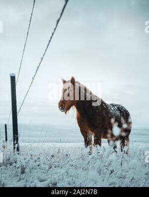 Islandpferde sind sehr einzigartige Kreaturen für Island. Diese Pferde sind wahrscheinlicher Ponys aber etwas größer und Sie sind in der Lage, der Überlebenden Stockfoto