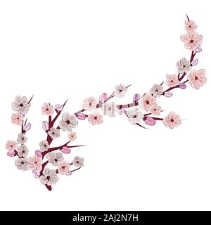 Chinesische pink Abbildung auf weißen Hintergrund. Cherry Blossom Zweig. Sakura vektor Blume. Realistische Abbildung. Cherry Tree Branch. Stock Vektor
