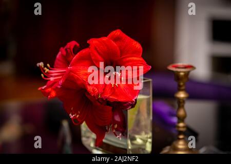 Drei rote Amaryllis (Hippeastrum) Blumen in einem durchsichtigen Glas Vase mit einer Messing Kerzenhalter Stockfoto