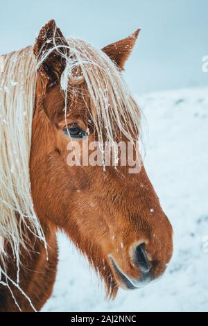 Islandpferde sind sehr einzigartige Kreaturen für Island. Diese Pferde sind wahrscheinlicher Ponys aber etwas größer und Sie sind in der Lage, der Überlebenden Stockfoto