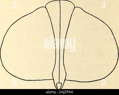 Marine Asseln in den Philippinen gesammelt von den USA Fischerei dampfer Albatross in 1907-08. Abb. 39.- Microprotus c^ cds. Zweite Brust- Bein. X 14 Ich. Abb. 40.- Microprotus c^ cus. Erste und zweite pleopoden der männlichen. X 9 §. Stockfoto