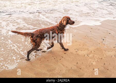 Ein nasser Red Setter Hund zu Fuß am Strand nach dem Spielen im Meer Stockfoto