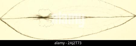 Monographie der Familie Unionidae: oder, naiades von Lamarck (frisches Wasser Muscheln Muscheln) von Nordamerika ... . Stockfoto