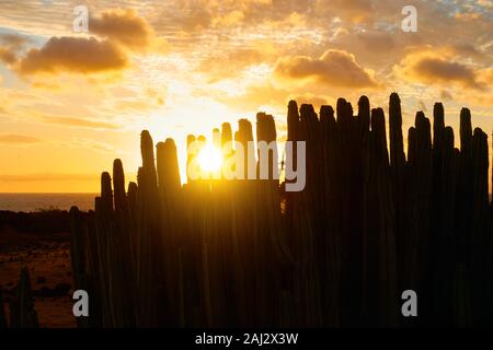 Slhouette von Kakteen und bunten Himmel mit Wolken bei Sonnenuntergang auf Teneriffa, den Kanaren. Platz für Ihre eigenen Text. Kaktus: Die Kanaren Wolfsmilch (Euph Stockfoto