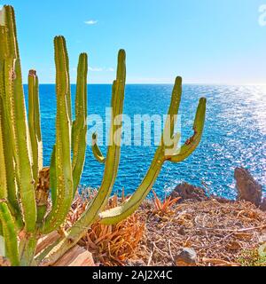 Die Kanaren Wolfsmilch (Euphorbia canariensis) auf die Kosten in Teneriffa, Kanarische Inseln Stockfoto