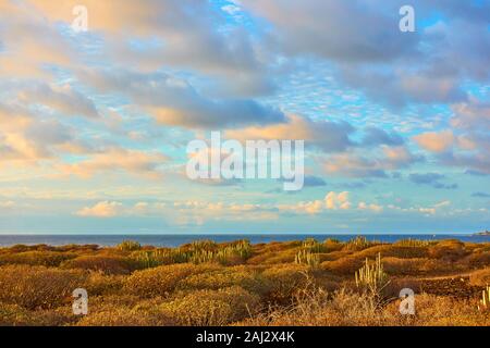 Landschaft mit Wüste, mit Büschen und Kakteen an der Küste des Atlantischen Ozean im Süden von Teneriffa und bunten Wolken bei Sonnenuntergang, Kanarische Inseln Stockfoto