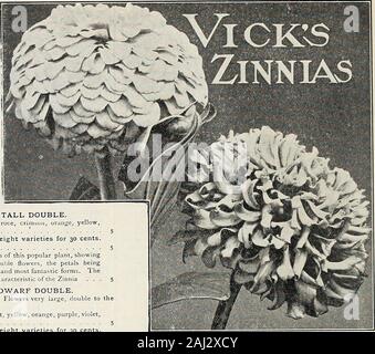 Der Vick Garten und Blumen. und der perfekten Form. Acht verschiedene Farben, - Crimson, rot, gelb, orange, lila, violett, Lachs, und Rein weiß; jede Farbe eine Packung jeder der oben genannten acht Sorten für 30 Cent. Edle Farben gemischt; Unze, 50 Cent 5 Doppelzimmer gestreift. Eine Klasse, die Farben der Large-Flowering DwarfZinnias, mit gestreiften und gestromt Blütenblatt.-. Sie wachsen ungefähr 50 Prozent, gestreift, Rest Volltonfarben. Gemischte Farben nur 10 LILLIPUT SORTEN. Hübsch Pflanzen, 15 Zoll hoch, und dicht verzweigt. Flowersbut wenig grösser als ein Daisy in Größe, ve Stockfoto