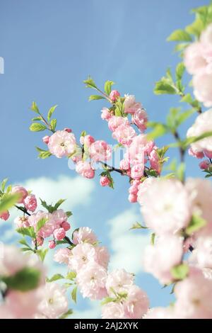 Filiale der blühenden Chinesischen Mandelbaum im blauen Himmel Stockfoto