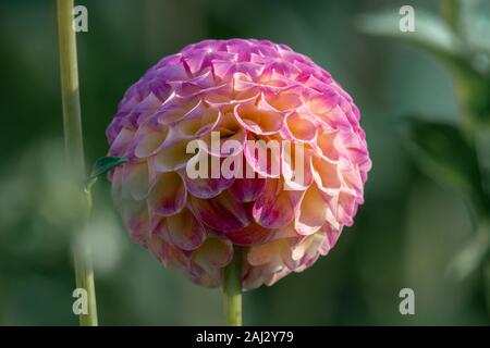 Detaillierte Nahaufnahme eines Rosa und Gelb "Hapet Compo 'pompon Dahlie Blume im hellen Sonnenschein Stockfoto