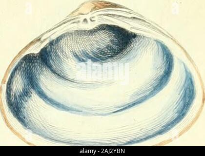 Historia naturalis testaceorum Britanniae, oder, um die Britischen conchology.. . Stockfoto