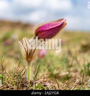 Die Ostern Blume hat viele Namen. Es ist über den ganzen Erdball verteilt und berühmt für eines der ersten wilden Blumen. Rosa Farbe und übermäßigem Haarausfall. Stockfoto