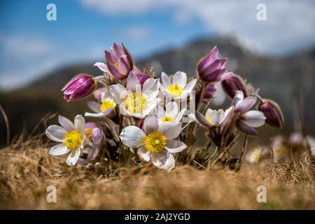 Die Ostern Blume hat viele Namen. Es ist über den ganzen Erdball verteilt und berühmt für eines der ersten wilden Blumen. Rosa Farbe und übermäßigem Haarausfall. Stockfoto