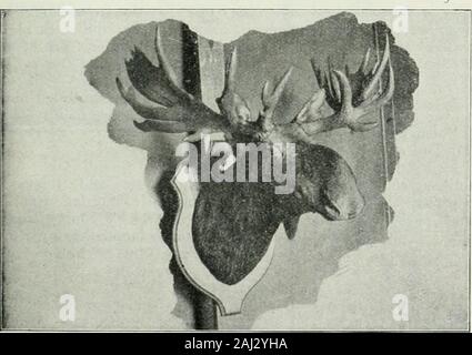 Rod und Gewehr. H.B., Baker, Präparator und Naturforscher, UNIONVILLE, Ontario. Tierpräparation IN ALLEN ITSBRANCHES. Das SYS-TEM, DAS PRO-IECT NACH AUSSEN ANAT - OMtY. Auf SHOULDERSMOUNIED MOOSEAND ROTWILD KÖPFE IFPRIEERh ED. MOUNTEDAND UNMOUNTEDGAME HIADS ANDRUGS ANDSOLD GEKAUFT. Schreiben EORPRICE LISTEN UND ANYSPECIAL WILL.. 858 ROD UND GEWEHR IN KANADA Wachen, die Herren Sheppard und Wilson ofLondon, England, Bond von Boston, Mai - ette von St. Louis, Roach von New York andAugsburg; in San Francisco. Die Basis der Hotel Vancouver wurde auf Onetime während der Saison angehäuft hohe withtrophies der Jäger Errungenschaften, Th Stockfoto