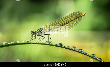 Single demoiselle damselfly auf Blatt. Detaillierte und bunte Bild in der klassischen Ansicht von der linken Seite. Details der Flügelkonstruktion untersucht werden können Stockfoto