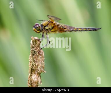 Vier gefleckte Skimmer vor grünem Hintergrund ruht. Sehr detaillierte Nahaufnahme mit dem empfindlichen Haare und Augen. Stockfoto